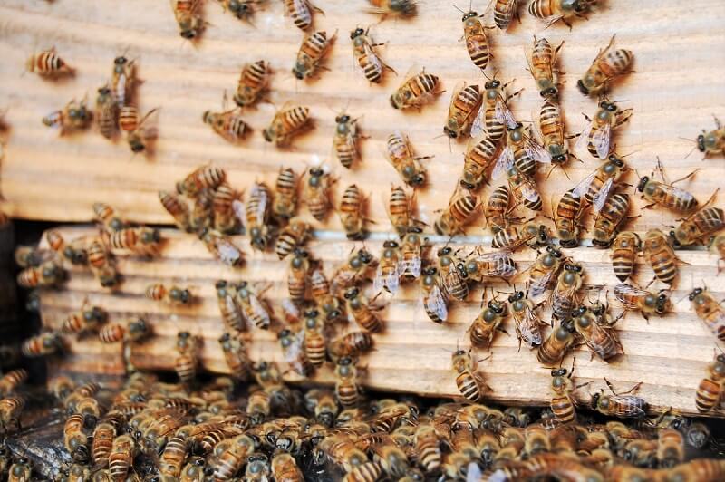 集団で生活するミツバチの写真