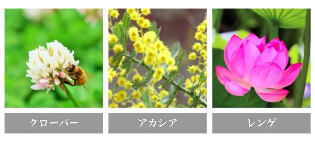 ハチミツの花の種類