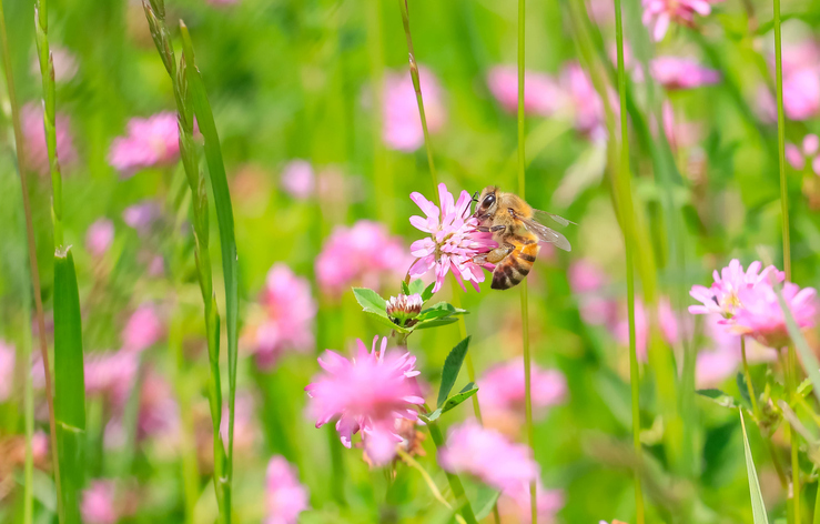 レンゲのお花にとまる蜜蜂の写真