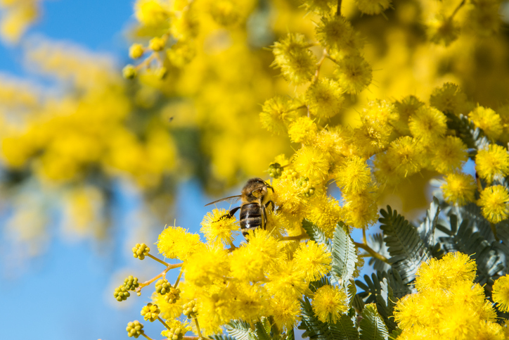 アカシアのお花と蜜蜂